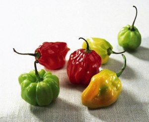 caribbean-scotch-bonnet-peppers